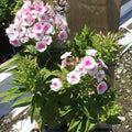 Flame® Pro Baby Doll Garden Phlox (PHLOX PAN. FLAME PRO BABYDOLL) - 1 gallon