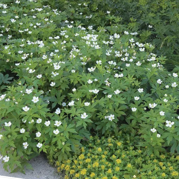Canada anemone (ANEMONE CANADENSIS) - 1 gallon