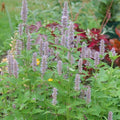 Anise Hyssop (AGASTACHE FOENICULUM) - 1 gallon