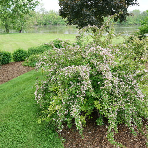 Jolene Jolene® Beautybush (KOLKWITZIA. JOLENE JOLENE)