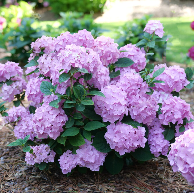 Let's Dance Sky View® Reblooming Hydrangea (HYDRANGEA M. LETS DANCE SKY VIEW) - 3 gallon