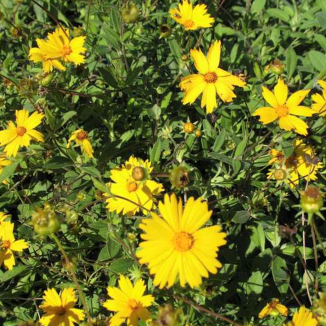 Sunshine Superman Tickseed (COREOPSIS SUNSHINE SUPERMAN) - 1 gallon