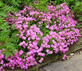 Short and Sweet Wild Pinks / Catchfly (SILENE SHORT AND SWEET) - 1 gallon