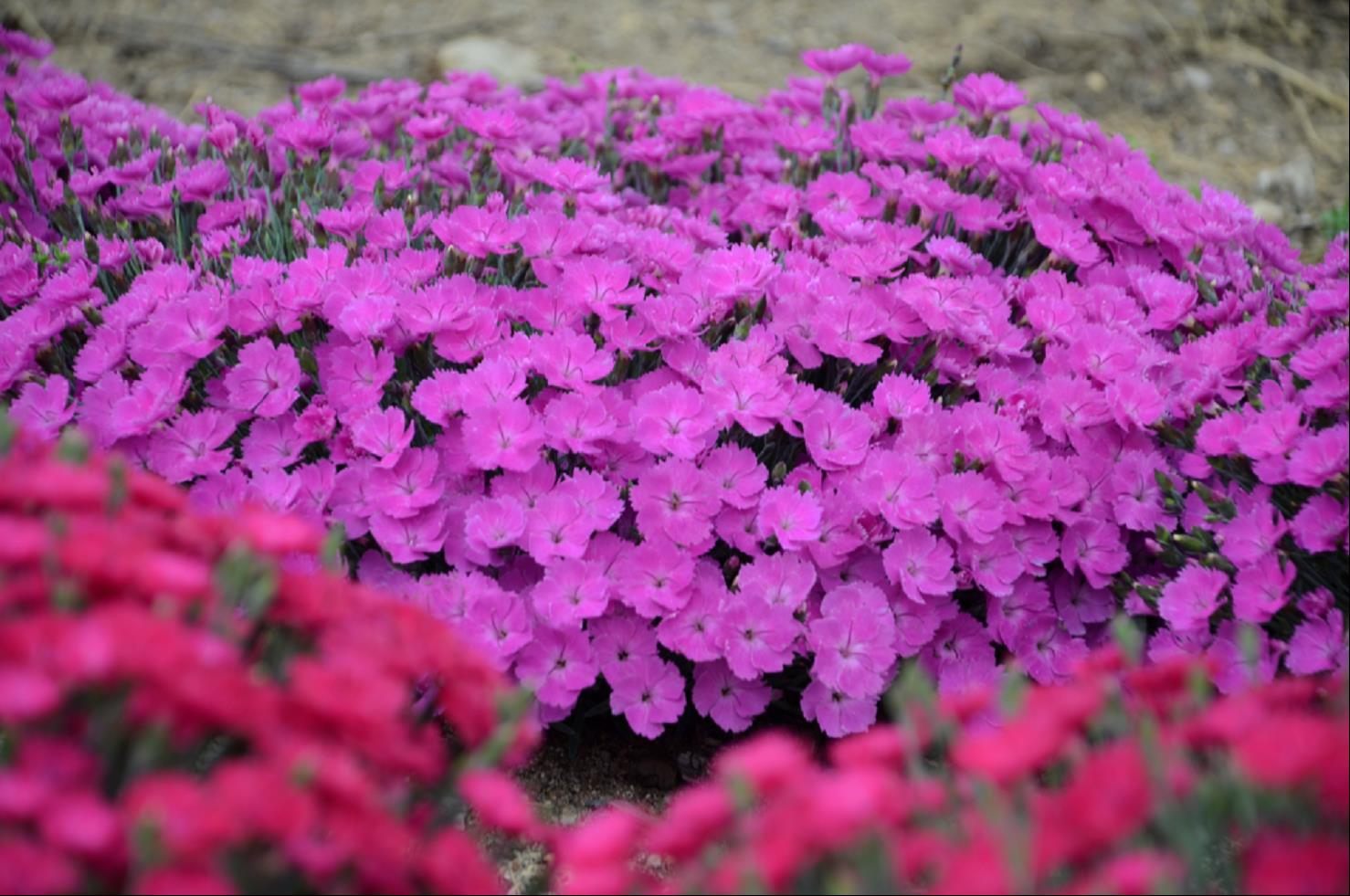 'Paint the Town Fuchsia' Pinks (DIANTHUS PAINT THE TOWN FUCHSIA)