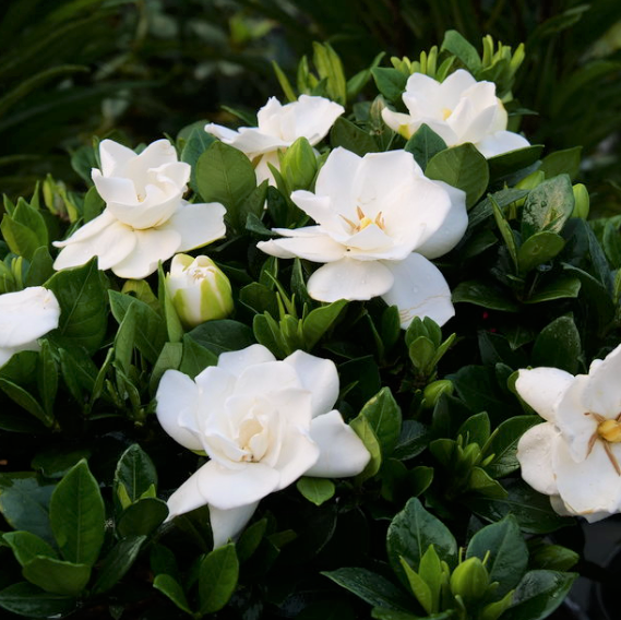 Steady as She Goes® (GARDENIA STEADY AS SHE GOES)