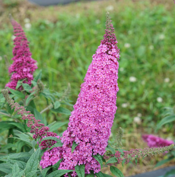 Pugster Pinker® Butterfly Bush (BUDDLEIA PUGSTER PINKER)