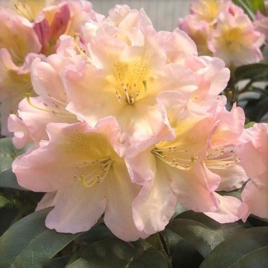 Holden’s™ Peach Rhododendron (RHODO. HOLDENS™ PEACH) - 3 gallon