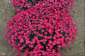 'Paint the Town Magenta' Pinks (DIANTHUS PAINT THE TOWN MAGENTA) - 1 gallon