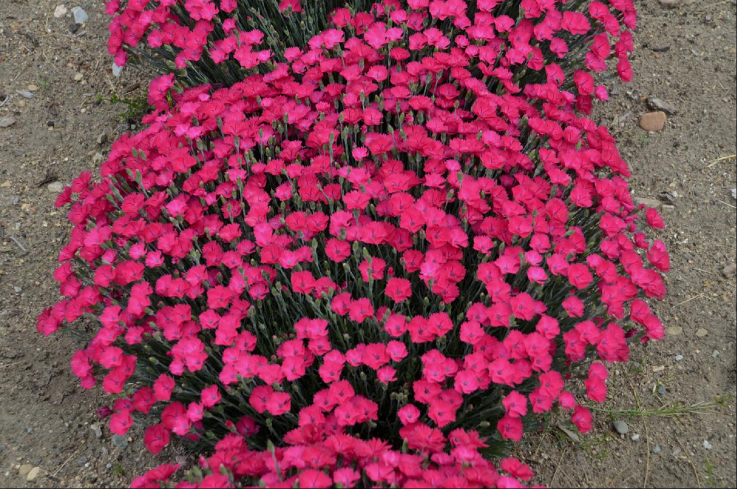 'Paint the Town Magenta' Pinks
 (DIANTHUS PAINT THE TOWN MAGENTA)