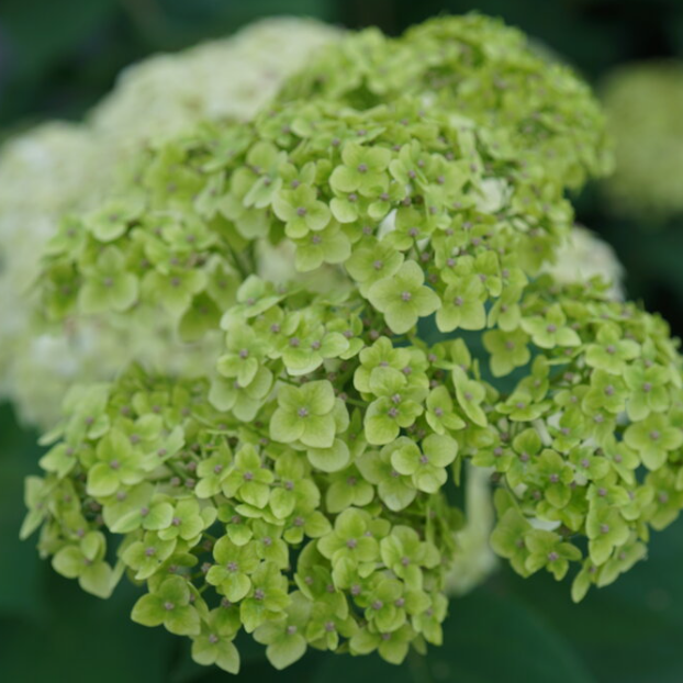 Invincibelle Sublime™ Smooth hydrangea (HYDRANGEA A. INVINCBLE SUBLIME) - 3 gallon