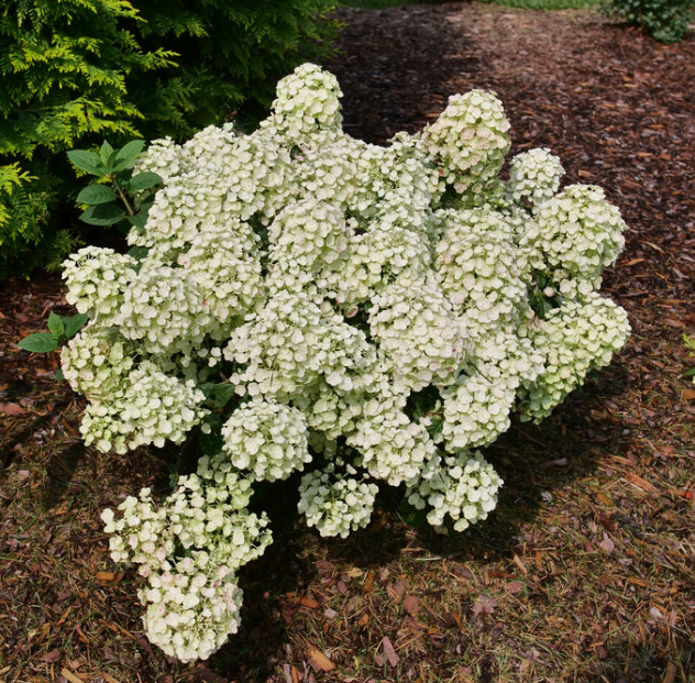 Tiny Quick Fire® Panicle Hydrangea (HYDRANGEA P TINY QUICK FIRE)