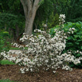 Wine & Spirits® Weigela (WEIGELA FLOR. WINE & SPIRITS) - 3 gallon 15"