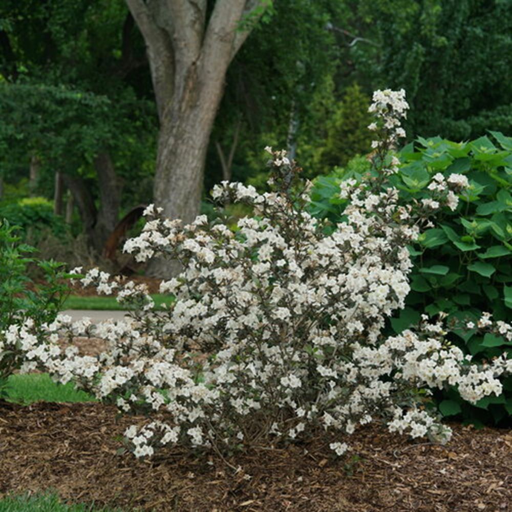 Wine & Spirits® Weigela (WEIGELA FLOR. WINE & SPIRITS) - 3 gallon 15"