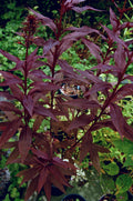 Black Truffle Cardinal Flower (LOBELIA C. BLACK TRUFFLE) - 1 gallon