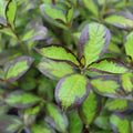 Vinho Verde® Weigela (WEIGELA FLOR. VINHO VERDE) - 3 gallon 15"