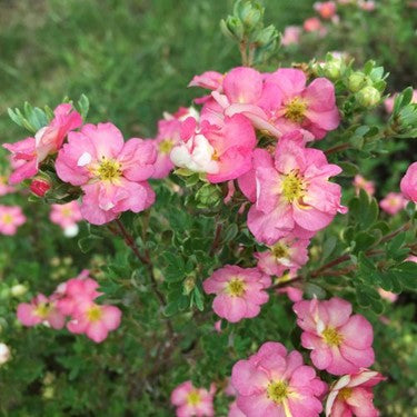 Happy Face Hearts® Potentilla (POTENTILLA HAPPY FACE HEARTS) - 2 gallon 12"
