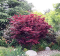 Red Leaf Japanese Maple (ACER PA. ATROPURPUREA) - 2 gallon 24-30"