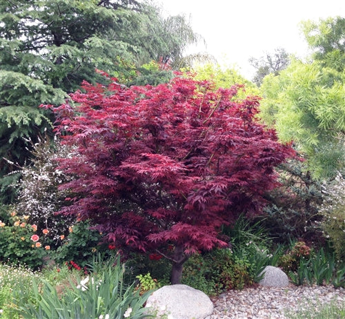 Red Leaf Japanese Maple (ACER PA. ATROPURPUREA)