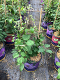 Duchess of Cornwall Clematis (CLEMATIS THE DUCHESS OF CORNWALL) - 1 gallon