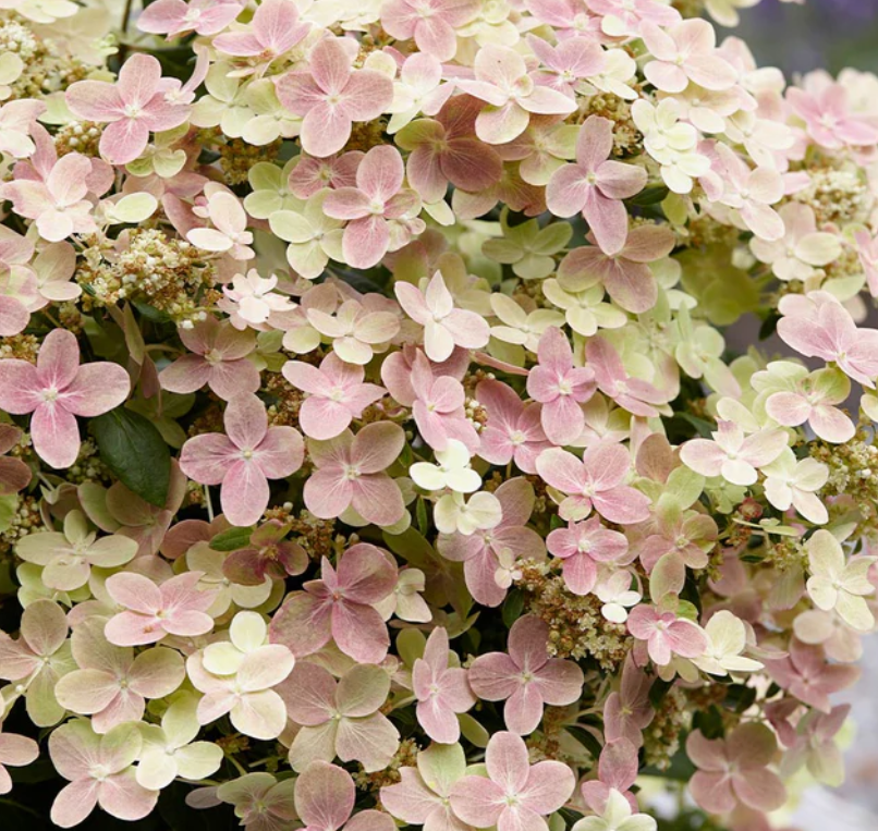 Hydrangea Early Evolution (HYDRANGEA P EARLY EVOLUTION) - 3 gallon