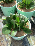 Bergenia Early Brilliance™ Magenta  (BERGENIA EARLY BRILLIANCE MAGENTA) - 1 gallon
