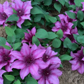 Elodi™ Clematis (CLEMATIS ELODI  TRAILING) - 3QT