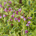 Bubbly Wine® Weigela (WEIGELA BUBBLY WINE) - 3 gallon 15"