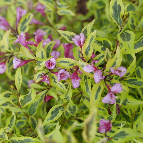 Bubbly Wine® Weigela (WEIGELA BUBBLY WINE) - 3 gallon 15"