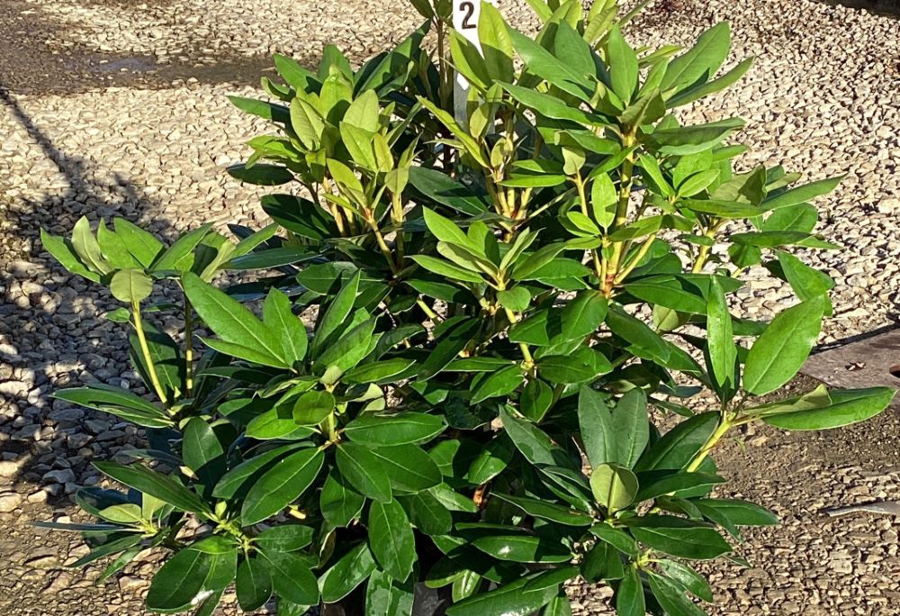 Purpureum Elegans Rhododendron (RHODO. PURPUREUM ELEGANS)