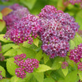 Double Play Dolly® Spirea (SPIRAEA JAP. DBL PLAY® DOLLY) - 3 gallon 15"