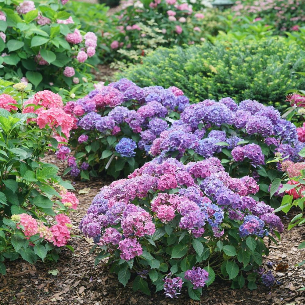 Let's Dance Lovable® Bigleaf Hydrangea (HYDRANGEA M. LETS DANCE LOVABLE) - 3 gallon