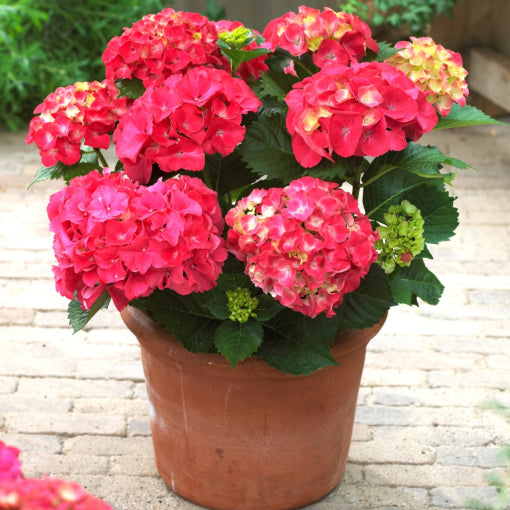 Red Sensation Next Generation Mophead Hydrangea (HYDRANGEA M. NXTGEN RED SENSATION)