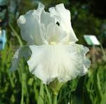 Renown Reblooming Bearded Iris (IRIS GERMANICA RENOWN)