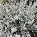 GardenGhost™ Artemesia (ARTEMISIA GARDEN GHOST) - 1 gallon