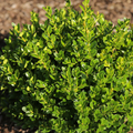 Little Missy Boxwood (BUXUS M. LITTLE MISSY) - 3 gallon 10-12"