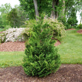 Cedar Rapids® False Cypress (CHAM. CEDAR RAPIDS) - 3 gallon 12-15"