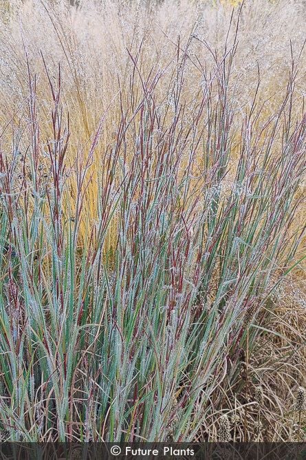 Ha Ha Tonka Little Bluestem (GRASS - SCHIZACHYRIUM HA HA TONKA)