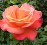 Orange Glow™ Knock Out® (ROSE K.O. ORANGE GLOW)