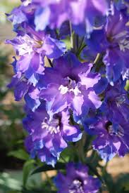 Delgenius™ Kingsley Larkspur (DELPHINIUM DEL KINGSLEY)