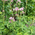 Masterpiece Masterwort (ASTRANTIA MASTERPIECE) - 1 gallon