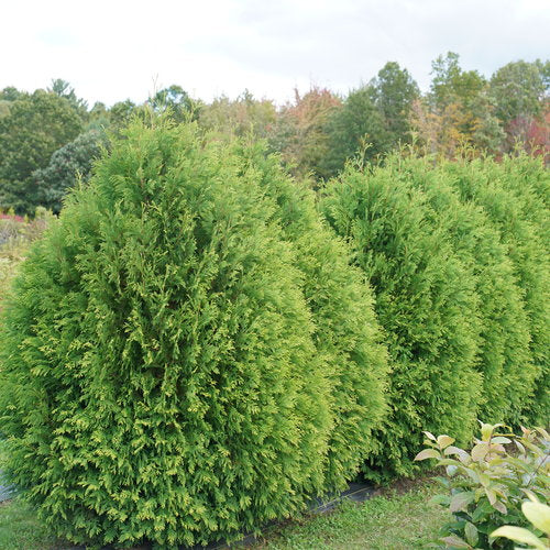 Cheer Drops® Arborvitae (THUJA OCC. CHEER DROPS)