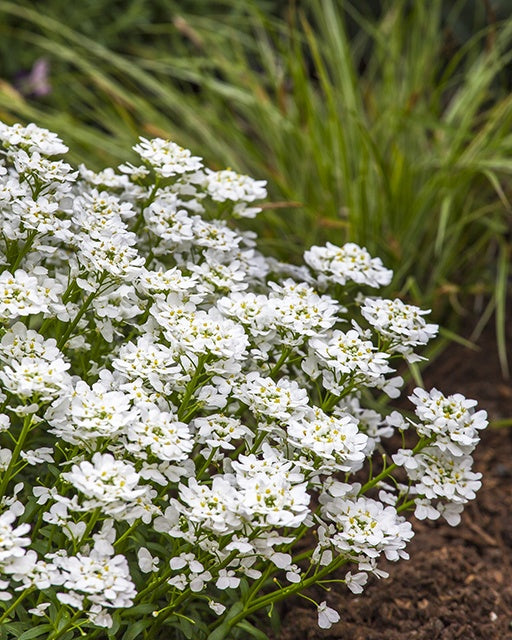 Snowsurfer™ Forte Candytuft (IBERIS S. SNOWSURFER)