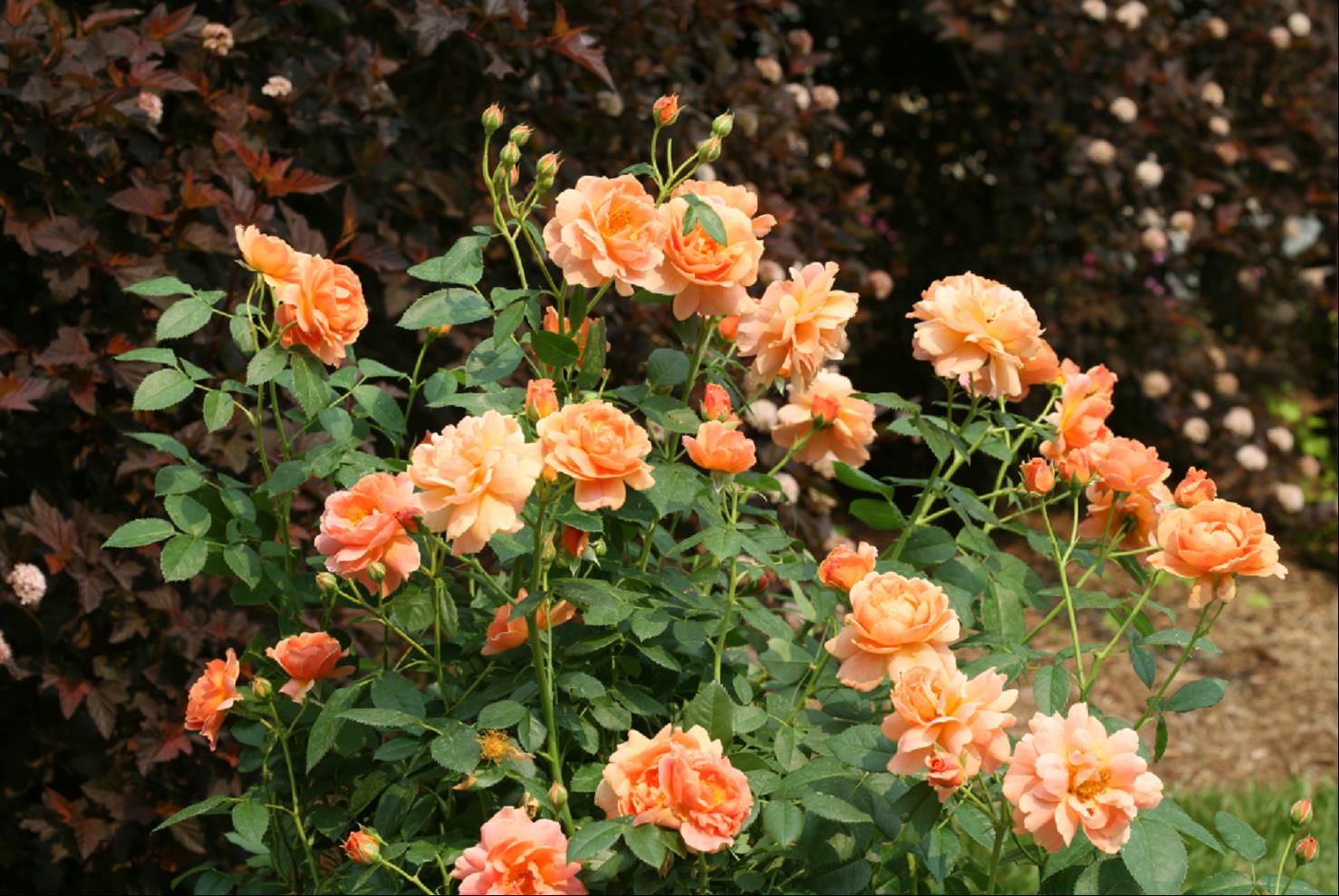 At Last® Rose (ROSE S AT LAST)