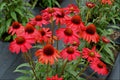 Kismet™ Red Coneflower (ECHINACEA KISMET RED) - 3QT