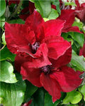 Nubi™ Clematis (CLEMATIS NUBIA) - 1 gallon