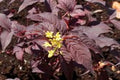 Nightglow® Bush Honeysuckle (DIERVILLA S. NIGHTGLOW) - 3 gallon 15"
