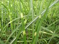 Zebra Grass (GRASS - M. S. ZEBRINUS) - 2 gallon