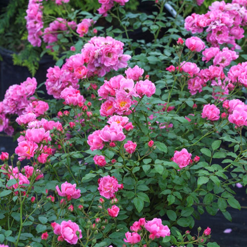 Oso Easy® Double Pink Rose (ROSE OSO EASY® DOUBLE PINK)