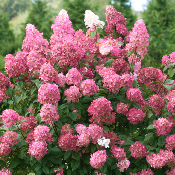 Fire Light® Panicle Hydrangea (HYDRANGEA P FIRE LIGHT) - 3 gallon