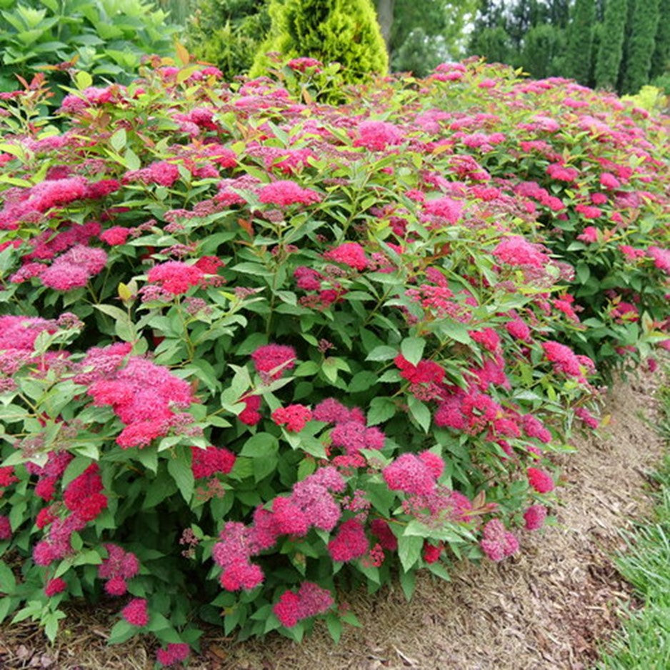 Double Play Doozie® Spirea (SPIRAEA JAP. DBL PLAY DOOZIE) - 3 gallon 15"